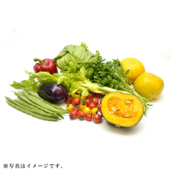 ＜りょくけん＞季節の野菜セット Kサイズ（野菜8種＋くだもの1種）
