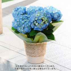 ＜日比谷花壇＞アジサイ ブルー系 （5号）【父の日ギフト】