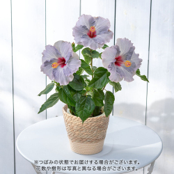 ＜日比谷花壇＞ロングライフハイビスカス「ケイト」 （5号）【父の日ギフト】