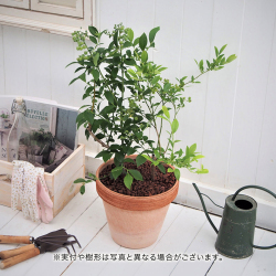 ＜日比谷花壇＞ブルーベリー2品種植え【父の日ギフト】