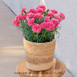 ＜日比谷花壇＞カーネーションの花鉢「ももりーな」【母の日ギフト】