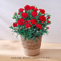 ＜日比谷花壇＞カーネーションの花鉢（レッド）5号【母の日ギフト】
